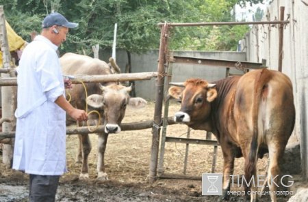 Выставка племенного скота в Караколе привлекла около трех тысяч участников Выставка племенного скота в Караколе привлекла около трех тысяч участников