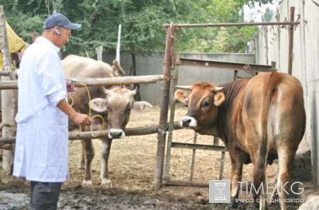 Выставка племенного скота в  Караколе привлекла около трех тысяч участников