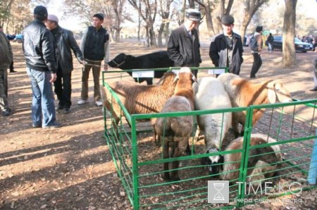 Выставка племенного скота в  Караколе привлекла около трех тысяч участников