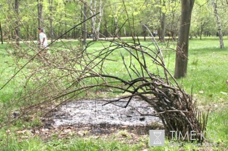 Карагачевая роща без карагачей