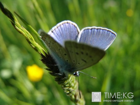 Союз пешеходного туризма Кыргызстана: План походов на Май 2011.