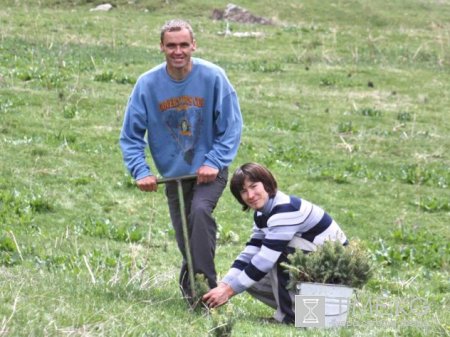 В туристической зоне Арашана высажены пятилетние саженцы ёлок