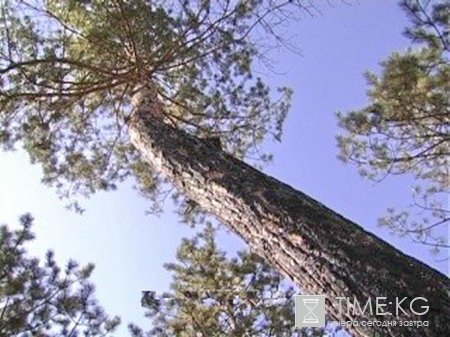 Прокуратура Бишкека проведет проверку по фактам строительства в парке Ата-Тюрк Прокуратура Бишкека проведет проверку по фактам строительства в парке Ата-Тюрк
