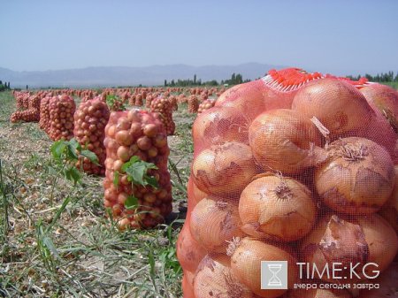 Кыргызская Республика обладает огромным потенциалом выращивания плодовых и ягодных культур,