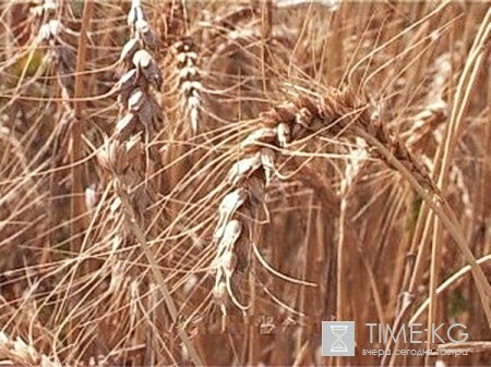 Хороший урожай - гарантия продовольственной безопасности. Хороший урожай - гарантия продовольственной безопасности.