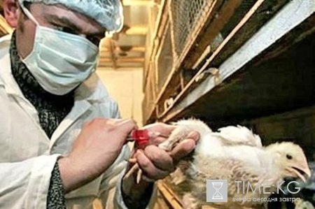 В Кыргызстане проходит тренинг по эпидемиологии трансграничных заболеваний животных. В Кыргызстане проходит тренинг по эпидемиологии трансграничных заболеваний животных.