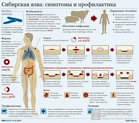 В Кыргызстане c подозрением на сибирскую язву госпитализированы два человека В Кыргызстане c подозрением на сибирскую язву госпитализированы два человека