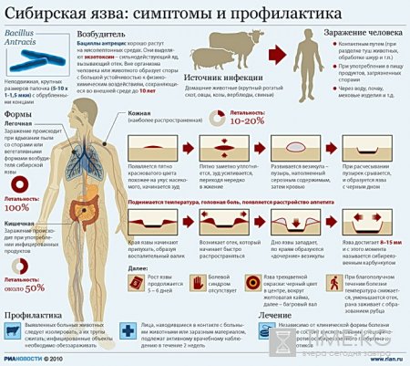 В Кыргызстане c подозрением на сибирскую язву госпитализированы два человека