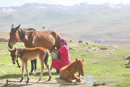 На высокогорных джайлоо Суусамыра в разгаре сезон кумыса.