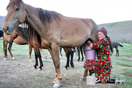 На высокогорных джайлоо Суусамыра в разгаре сезон кумыса.