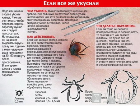 В Кыргызстане за пять месяцев зарегистрировано 2 случая заболеваемости клещевым энцефалитом В Кыргызстане за пять месяцев зарегистрировано 2 случая заболеваемости клещевым энцефалитом