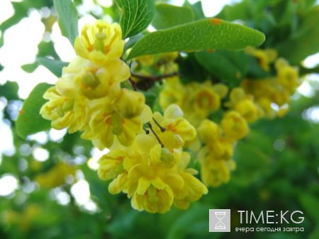 Союз пешеходного туризма Кыргызстана: План походов на Июль 2011. Союз пешеходного туризма Кыргызстана: План походов на Июль 2011.