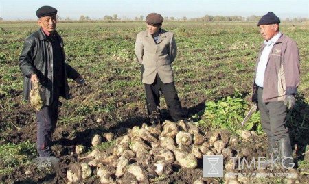 В Кыргызстане прекращено внешнее управление на сахарных заводах «Каинды-Кант» и «Кошой» В Кыргызстане прекращено внешнее управление на сахарных заводах «Каинды-Кант» и «Кошой»