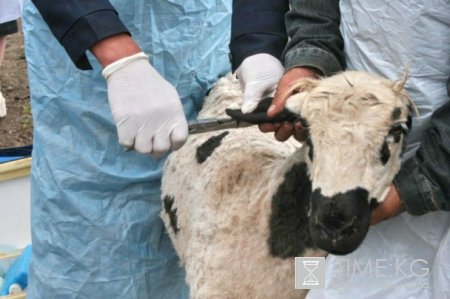 В Кыргызстане завершается  вакцинация овец и коз против бруцеллеза.