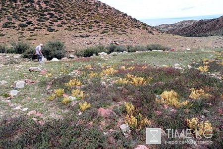 Тайна колец Кромлеха в Прииссыккулье остается неразгаданной