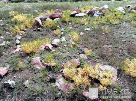 Тайна колец Кромлеха в Прииссыккулье остается неразгаданной Тайна колец Кромлеха в Прииссыккулье остается неразгаданной