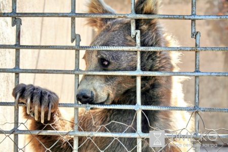 Каракольский Центр Защиты Диких Животных