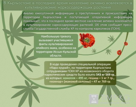 В Кыргызстане в последнее время население активно вовлекается в культивирование наркосодержащих растений В Кыргызстане в последнее время население активно вовлекается в культивирование наркосодержащих растений