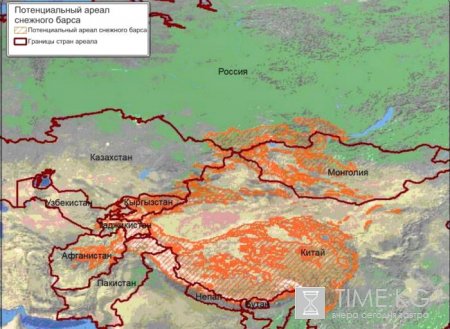 В Кыргызстане осталось всего лишь 300 особей снежных барсов