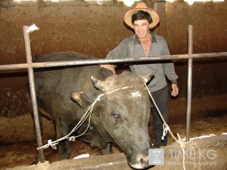 Кыргызстан располагает исключительно благоприятными природными климатическими условиями для развития животноводства