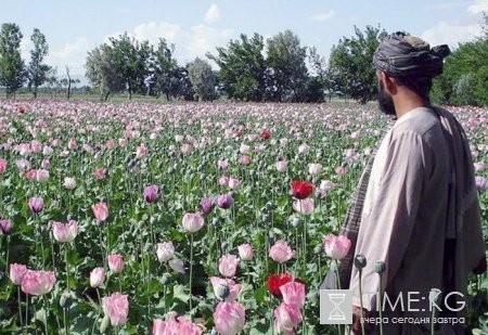 Кыргызские власти открыто признаются, что наркотики используются для дестабилизации политической ситуации в стране