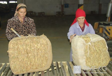 Кыргызстан хочет ввести временный запрет на вывоз табака-сырца Кыргызстан хочет ввести временный запрет на вывоз табака-сырца