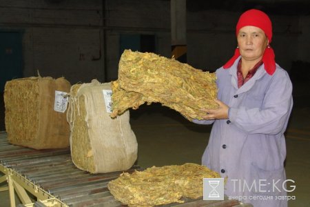 Кыргызстан хочет ввести временный запрет на вывоз табака-сырца Кыргызстан хочет ввести временный запрет на вывоз табака-сырца