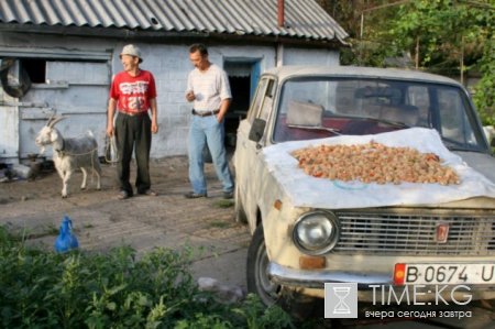 Цены на продовольствие – от кризиса к стабильности Цены на продовольствие – от кризиса к стабильности