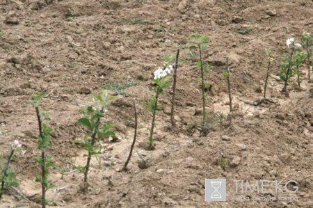 На помощь отечественным садоводам пришли голландские специалисты