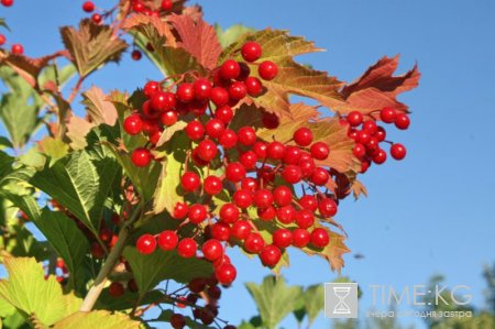 BIO - KG выращено в Кыргызстане BIO - KG выращено в Кыргызстане