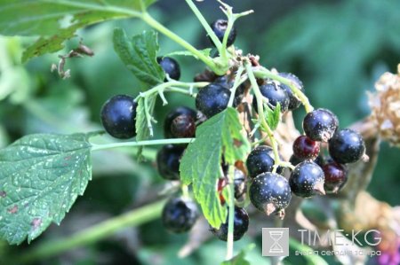 BIO - KG выращено в Кыргызстане BIO - KG выращено в Кыргызстане