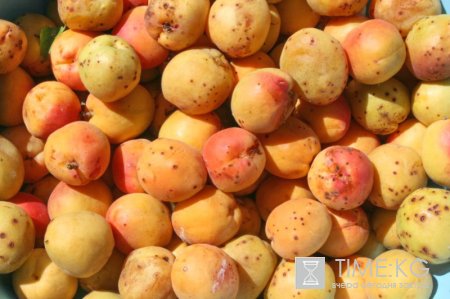 BIO - KG выращено в Кыргызстане BIO - KG выращено в Кыргызстане