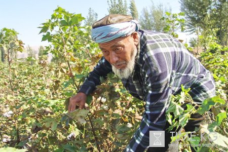 В Ошской области сокращаются площади хлопчатника