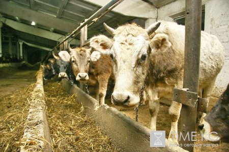 Предприятия по переработке молочной продукции Кыргызстана терпят убытки Предприятия по переработке молочной продукции Кыргызстана терпят убытки