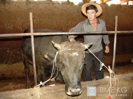 Предприятия по переработке молочной продукции Кыргызстана терпят убытки Предприятия по переработке молочной продукции Кыргызстана терпят убытки