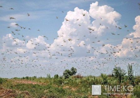 В Бишкеке определят региональную стратегию борьбы с саранчой В Бишкеке определят региональную стратегию борьбы с саранчой