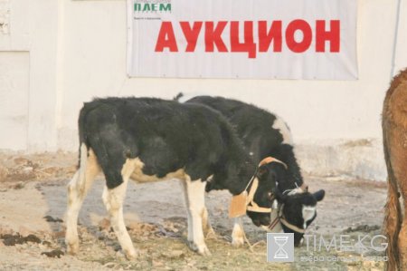 Выставка - аукцион КРС Выставка - аукцион КРС