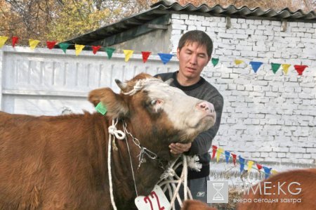 Выставка  -  аукцион КРС