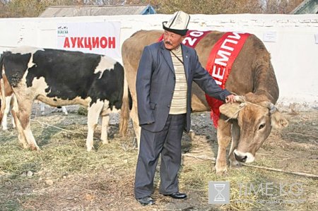 Выставка - аукцион КРС Выставка - аукцион КРС
